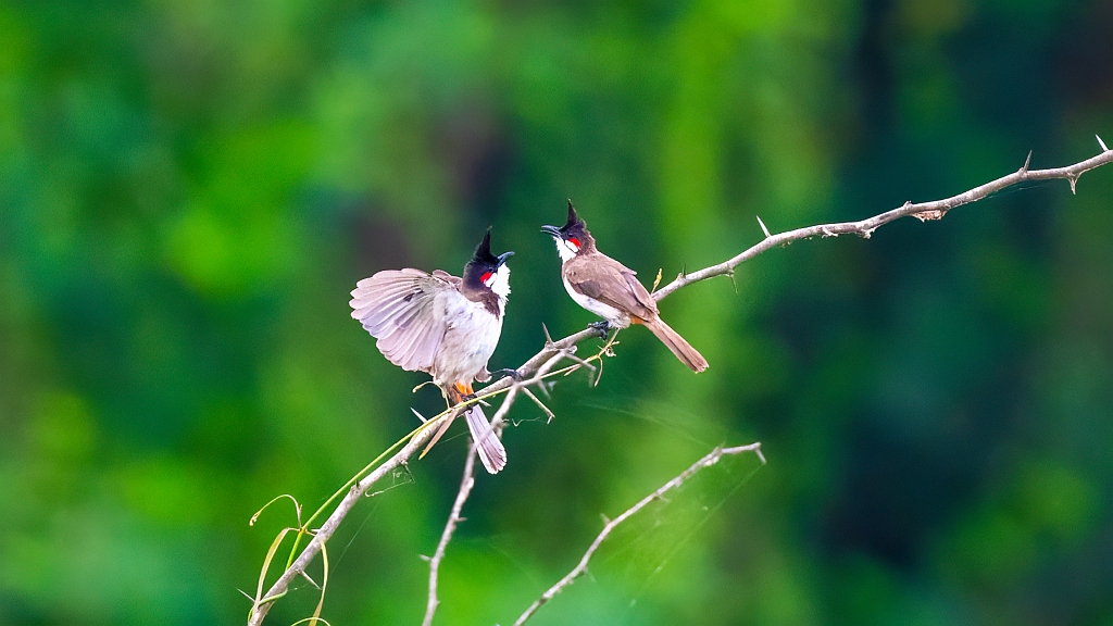 Red-whiskered Bulbul